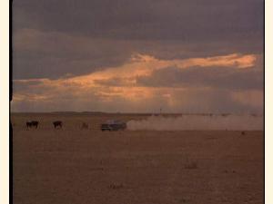 Bil og kvæg på flugt på The Great Plains