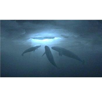 De tre hvaler, der ihærdigt prøver at skabe et hul, så de kan trække vejret
